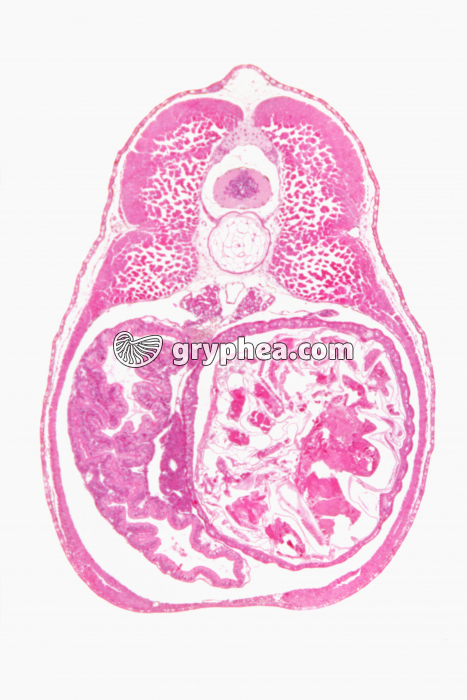 Embryon de grenouillle zone médiane CT x7 - gryphea.com